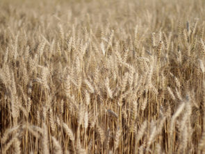 Lecture: Historical Evolution and Future Trend of China’s Agricultural Policy
