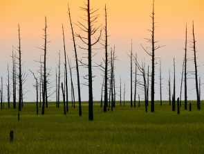 Lecture: Greening for urban wellbeing: A Sustainability Assessment of the Kökyar Protection Forest in NW China