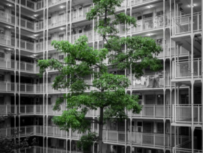 Lecture: Governance of Green Space: Management Structure, Planning and Policies in China